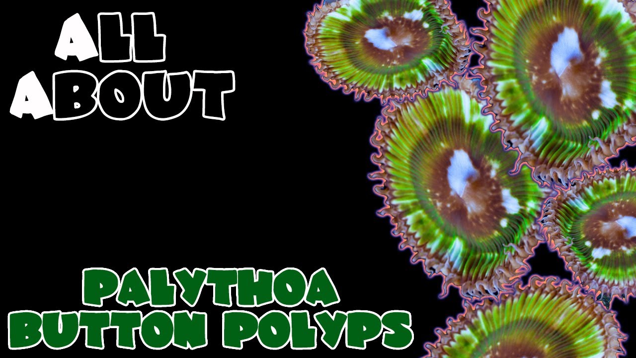 All About The Palythoa or Paly Button Polyps