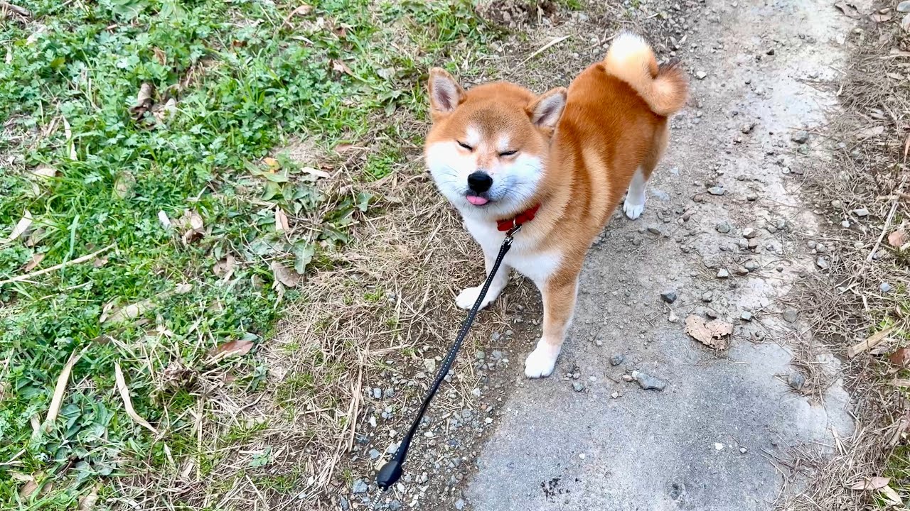 柴犬ジョンちゃんの新しいリード