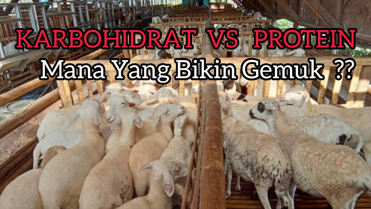 Ternyata Ini Yang Bikin Gemuk