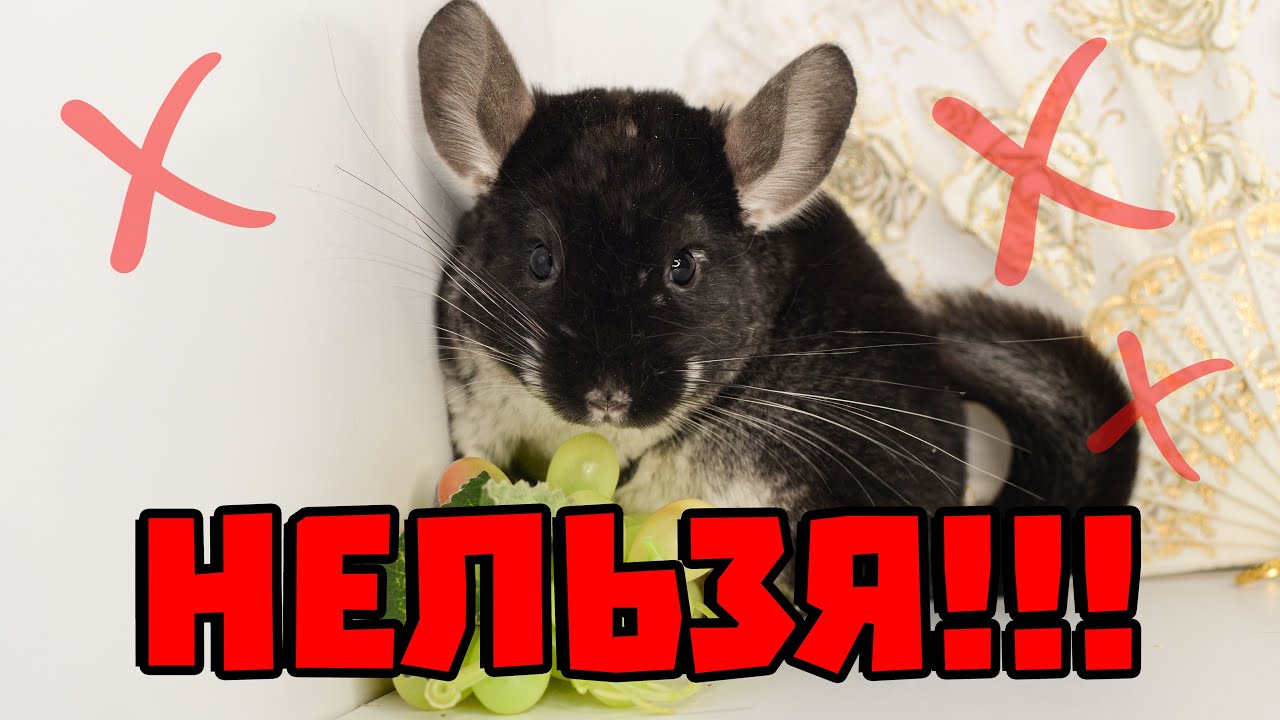 Что нельзя шиншилле?