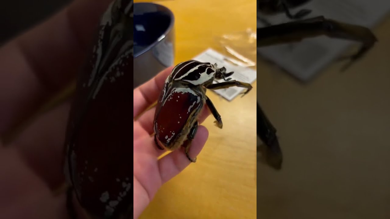 Person grows a giant beetle toy by soaking it in water!