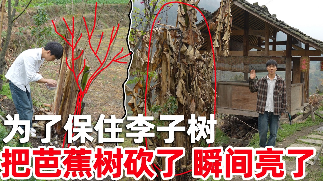 好消息！李俊栽的李子树竟然开花了，为了吃李子赶紧把芭蕉树砍掉