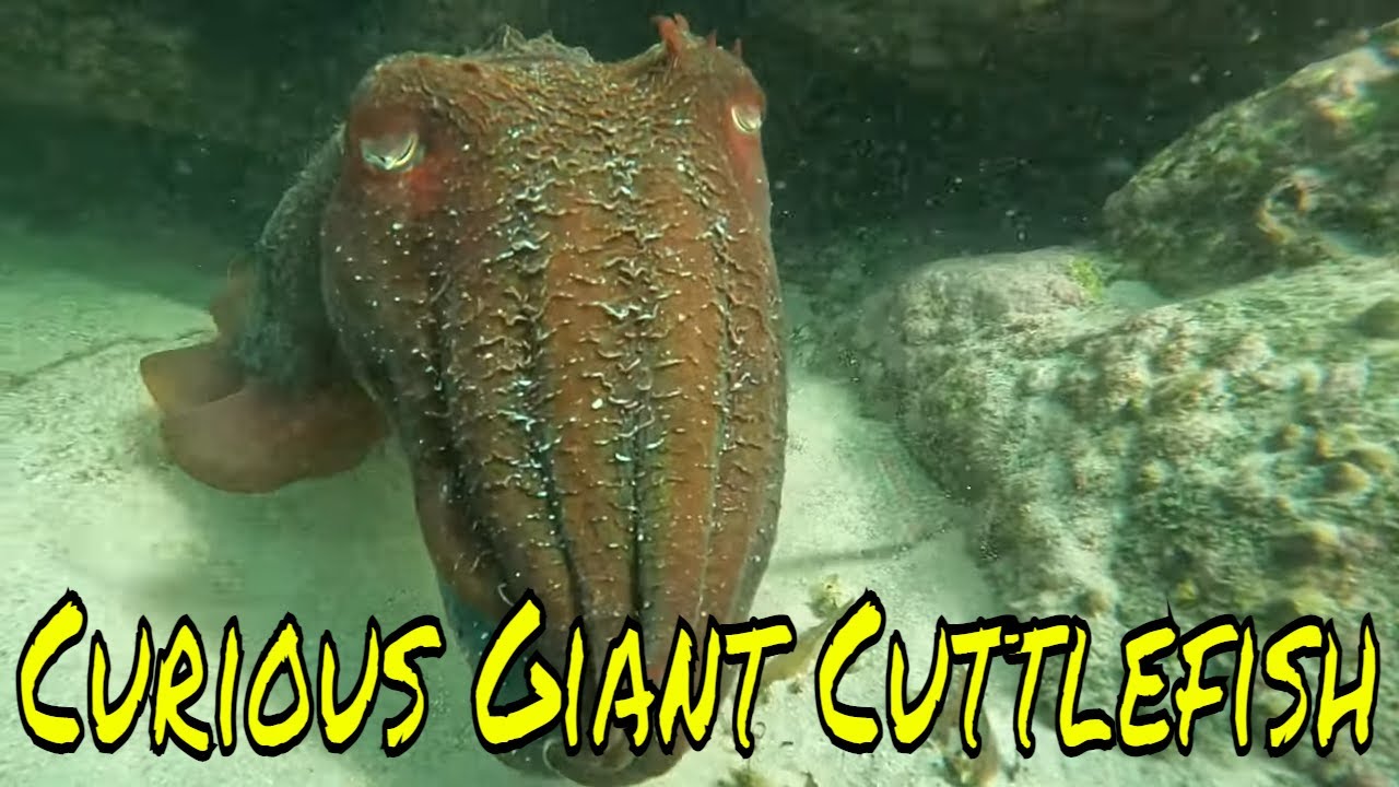 Scuba diving Jervis Bay Hyams Beach and Murrays Beach!