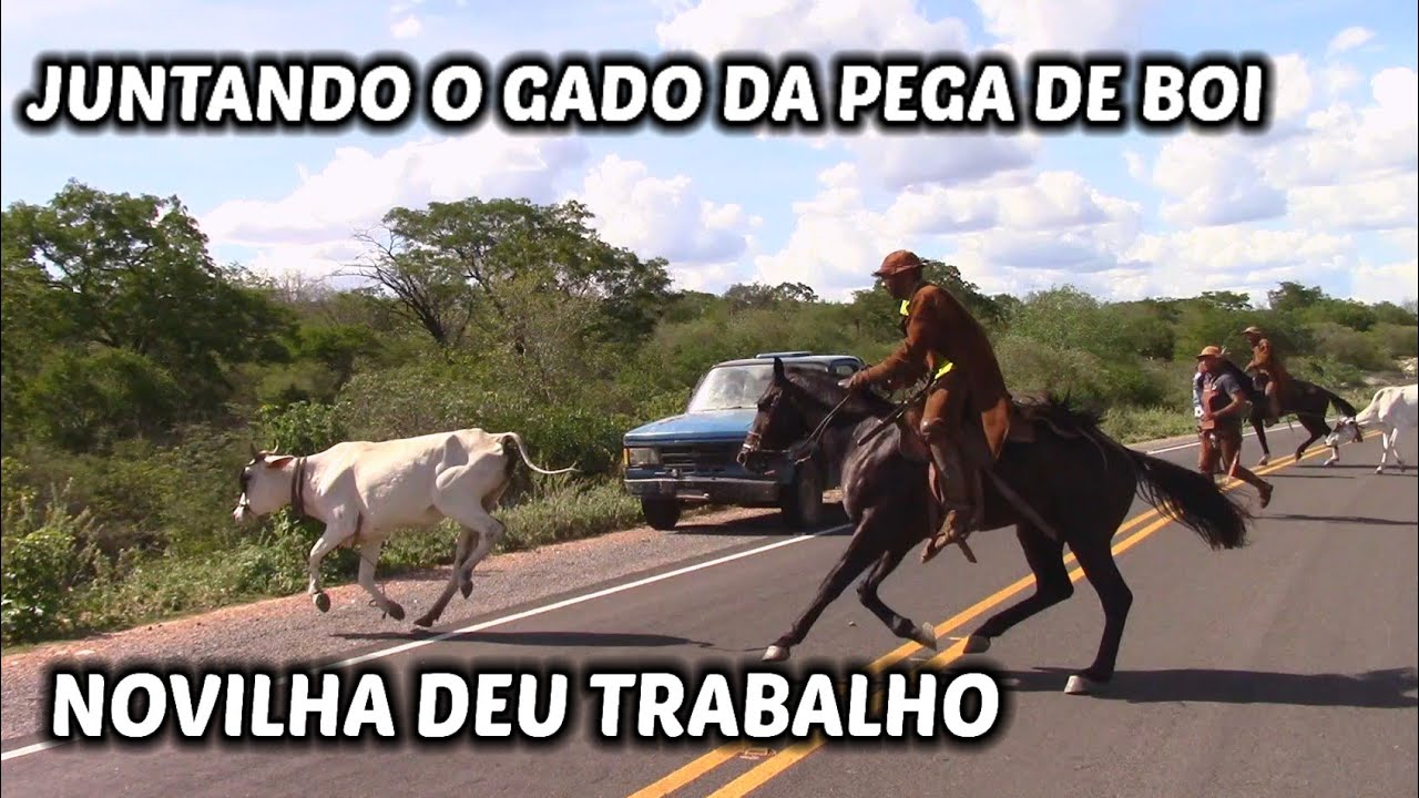Gado deu trabalho para os vaqueiros ( JUNTANDO O GADO DA PEGA DE BOI DE SÁBADO)