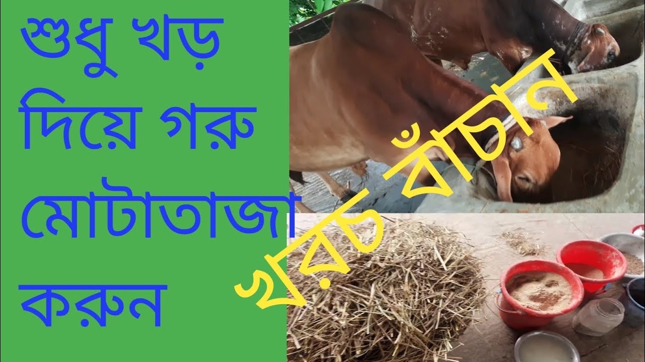 শুধু খড় দিয়ে কম খরচে গরু মোটাতাজা, ষাঁড় পালনে লাভবান হওয়ার সহজ উপায় ।