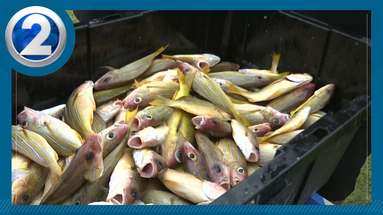 Hawaii's 'Eat the Invaders' event tackles invasive fish species