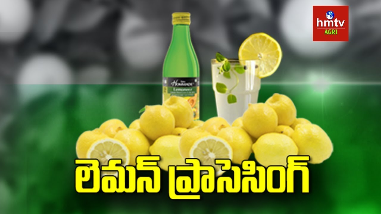 Lemon Processing Guide By Mynampati Sreenivasa Rao | Food Processing | hmtv Agri