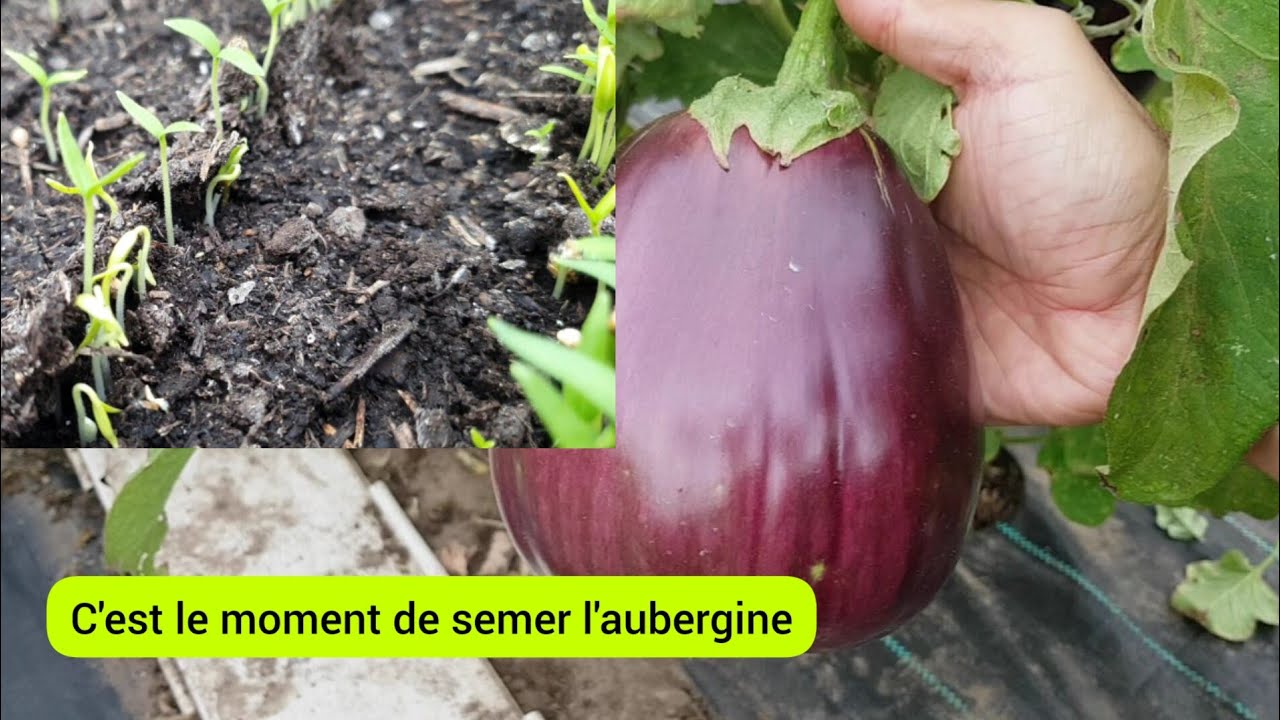 Comment semer l'aubergine facilement ? 2023