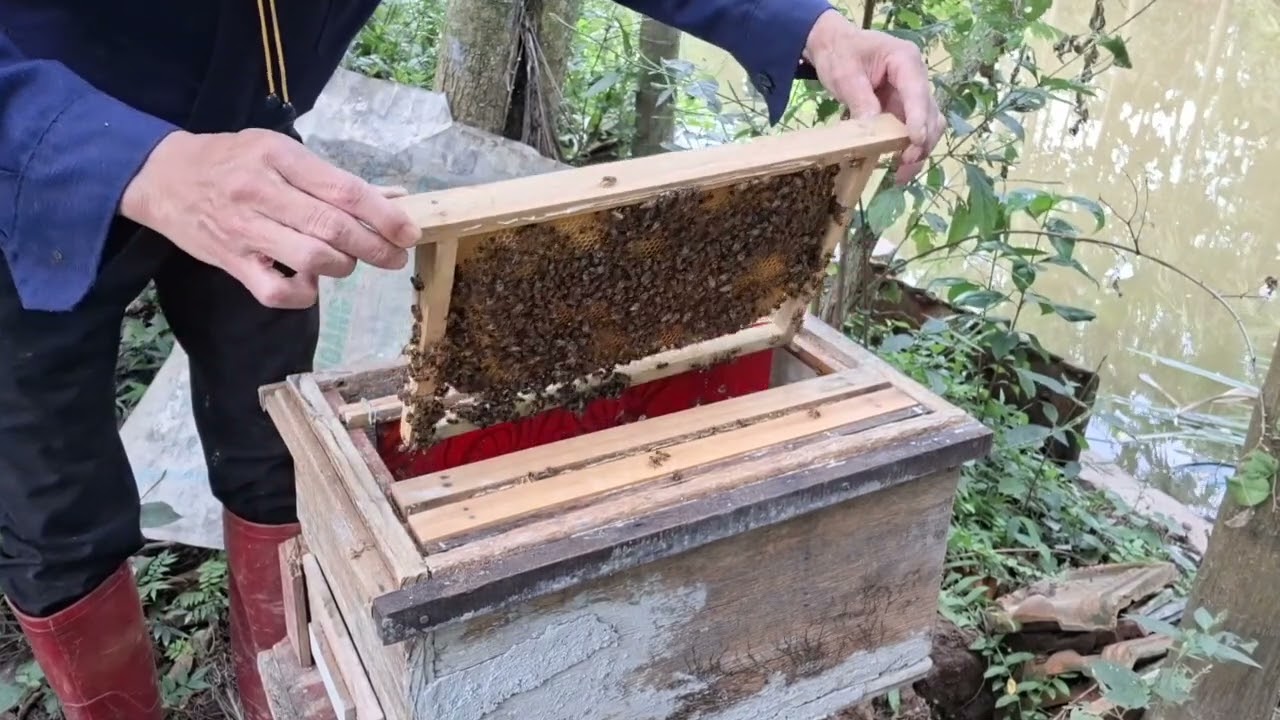Kiểm tra vườn ong, sau đợt  không khí lạnh 