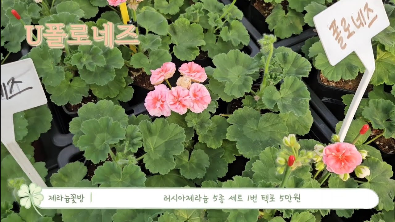 러시아제라늄세트 택포 5종 5만원~ 서비스 삽수 같이 보내드릴게요~