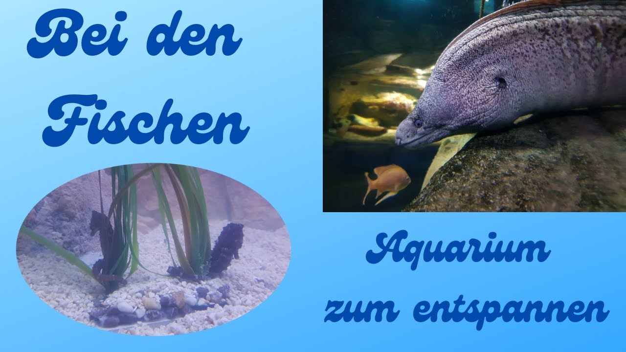 Bei den Fischen - Aquarium zum entspannen