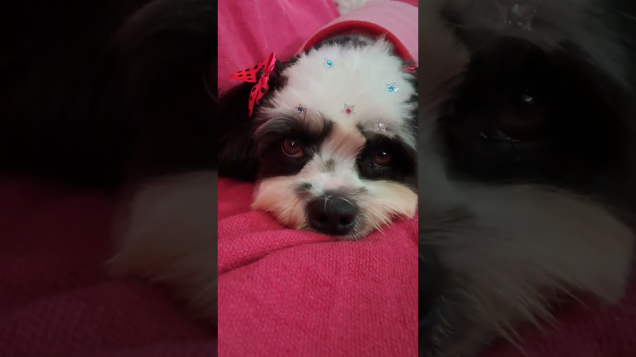 #pérola aqui tem amor 💖