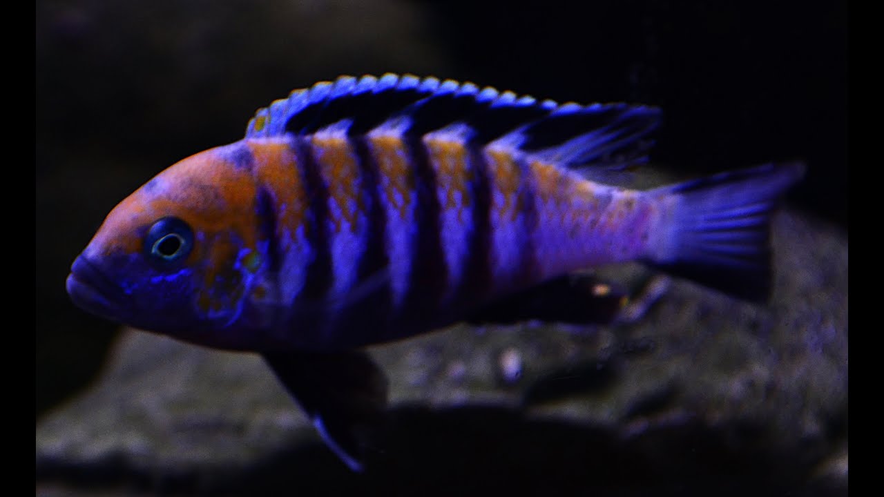Cynotilapia Afra Cobue F1 4k Pyszczaki Cichliden Barsche Malawi Aquarium Tank 576L