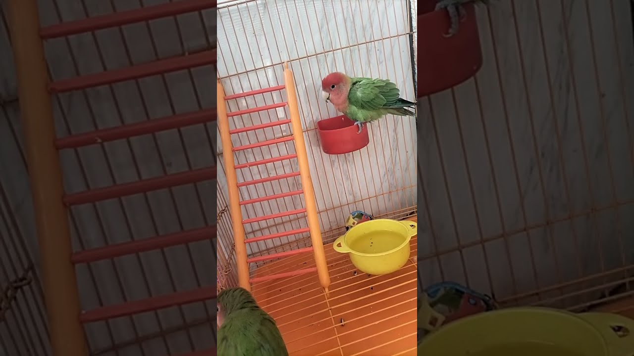 African Love Birds🐥 is live!