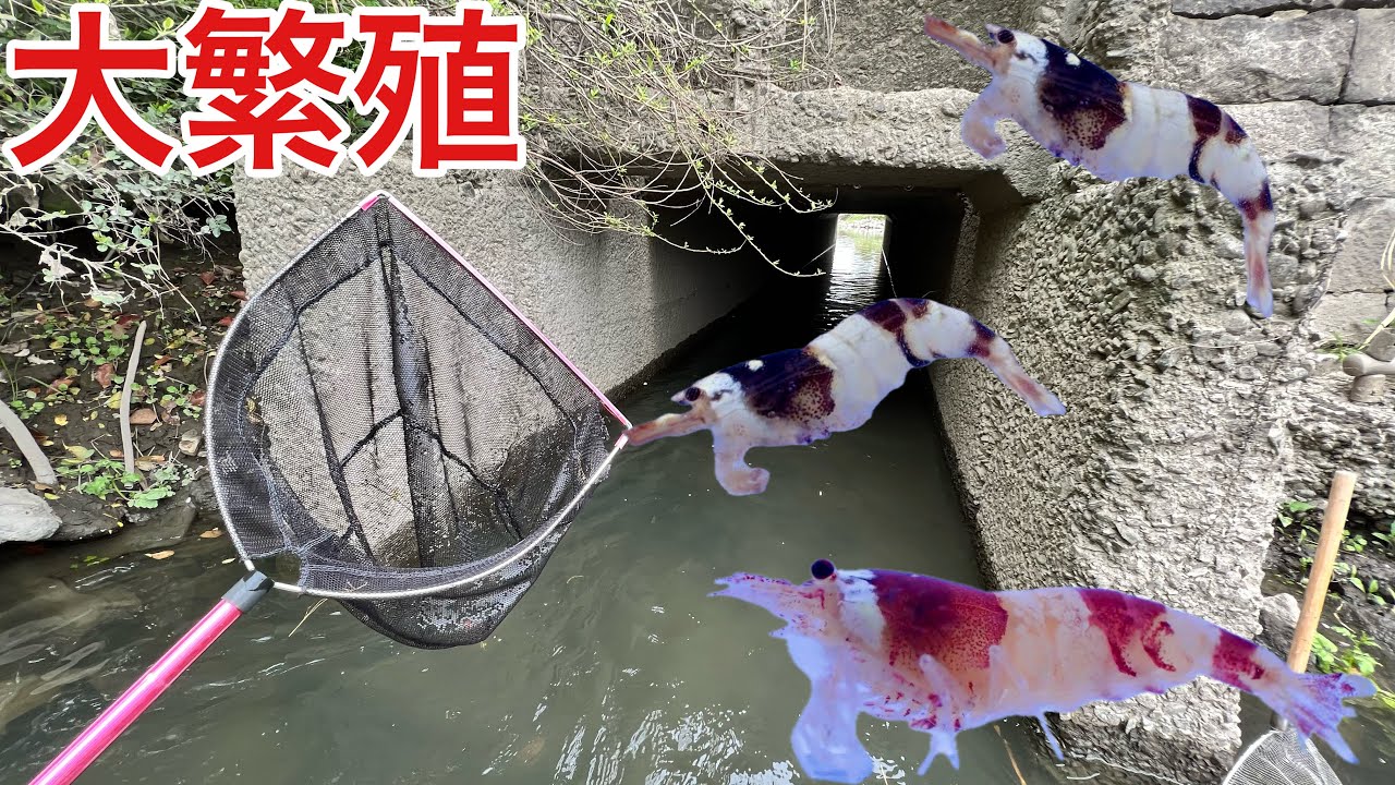東京の湧水地大調査！香港から来た外来海老レッドビーシュリンプが分布域を拡大していて最悪の事態に【ガサガサ】