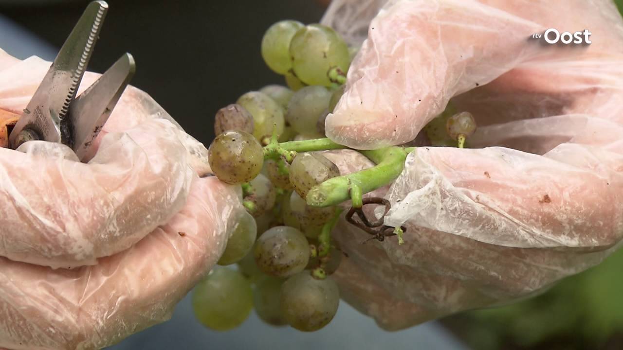 Warme nazomer zorgt voor topdrukte in de Wijngaard Hof van Twente