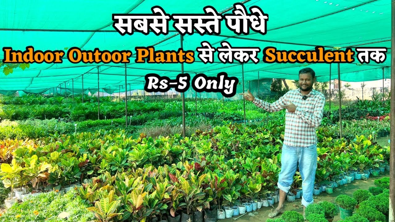 Delhi NCR की सबसे सस्ते पौधों मार्केट, जहां Indoor-Outoor Plants से लेकर Succulent तक मिलेगी सस्ती