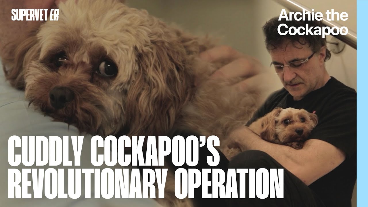 Cuddly Cockapoo Needs a Revolutionary Operation | Supervet ER