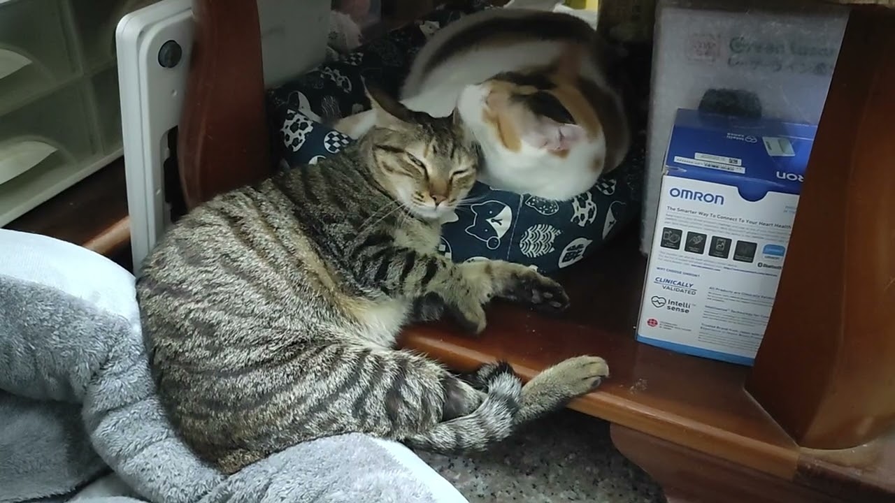 [貓]鴨鴨與花花睡覺貼貼