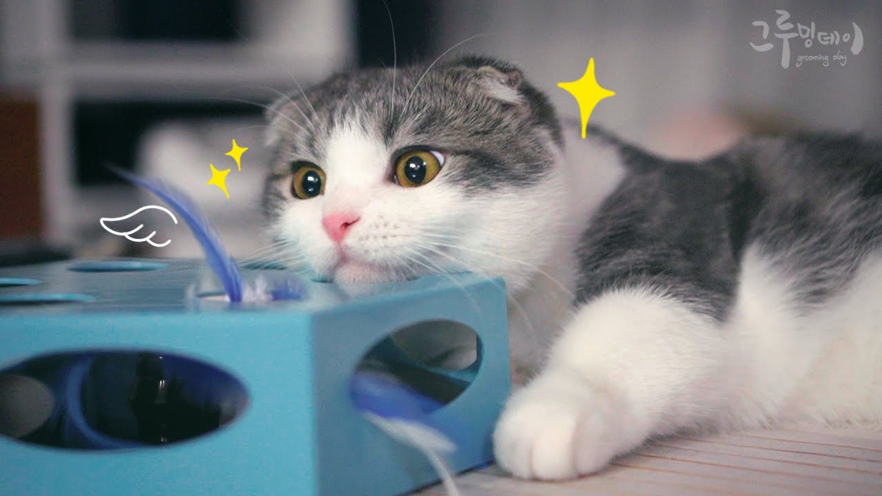 고양이들이 제일 좋아하는 장난감을 찾았어요!