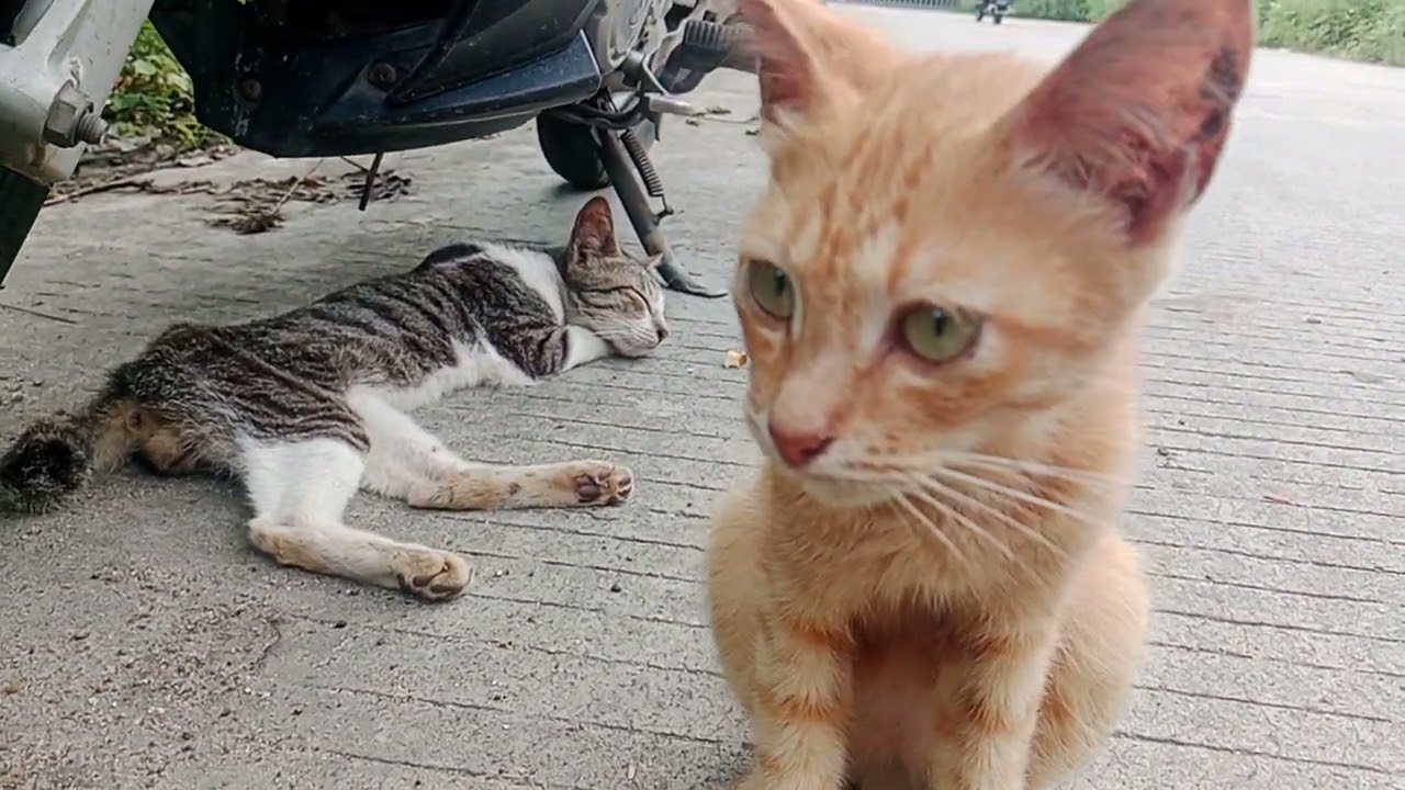 Kucing bermain saat santai dan cuaca panas