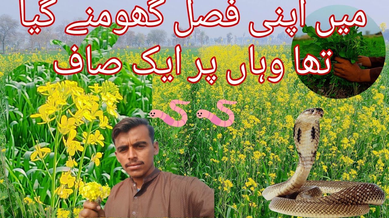 main apni fasal ghumne Gaya 