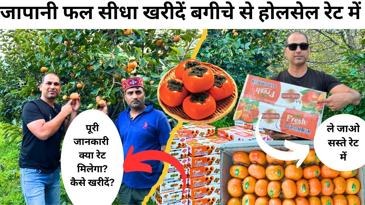 Himachal Kullu: जापानी फल होलसेल रेट में खरीदें सीधा बगीचे से||सबसे सस्ता यहाँ मिलेगा पूरी जानकारी👈