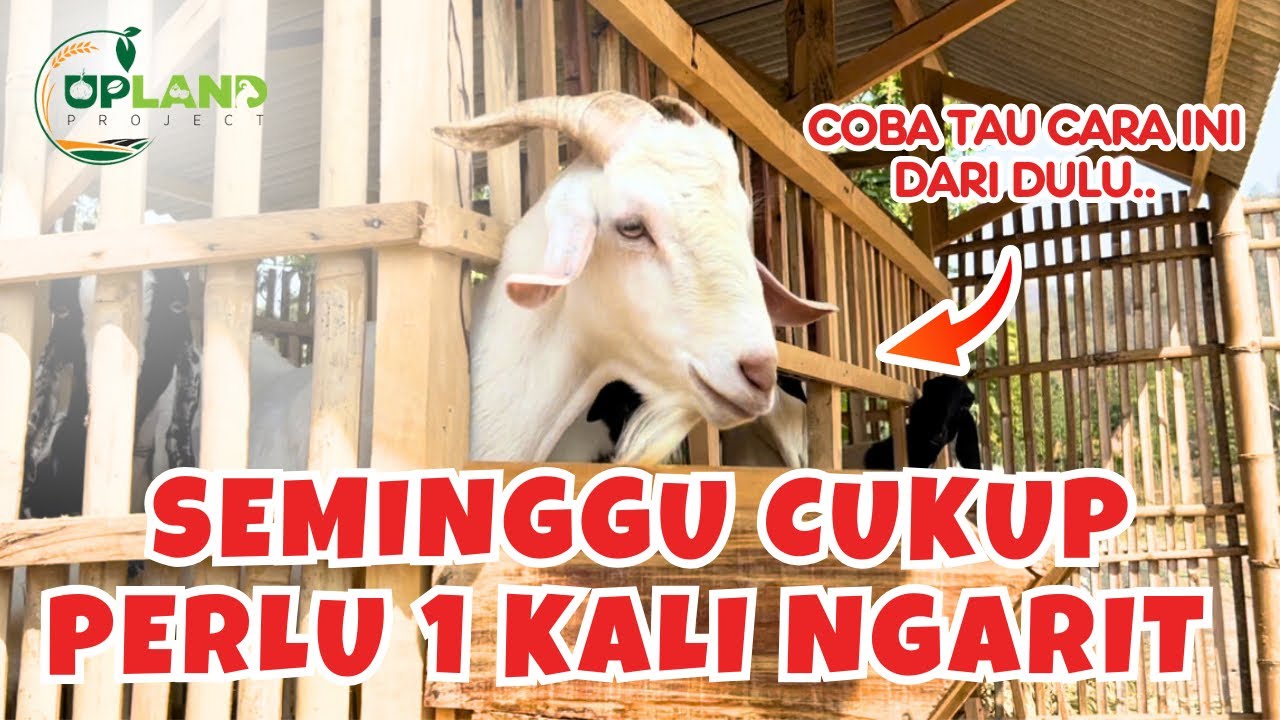Begini Cara Membuat Silase untuk Pakan Ternak - Cara Cerdas Beternak| UPLAND Project