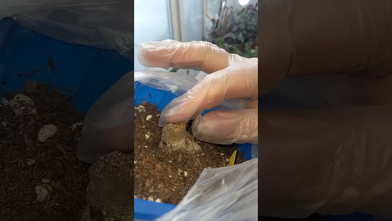 Проращиваю клубни георгин
