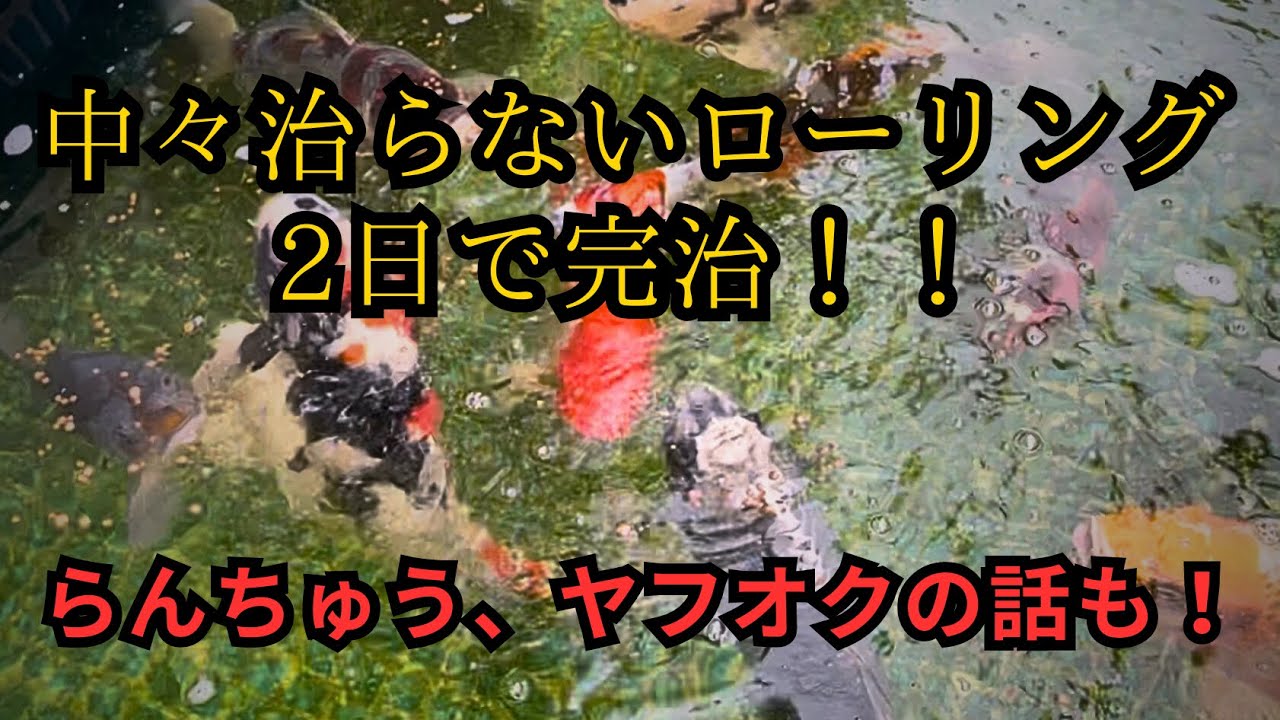 『治療』中々治らないローリングを2日で完治させる方法！らんちゅうの成長とヤフオク!の話！#koi #錦鯉 #ローリング#nishikigoi #アクアリウム #いわき市