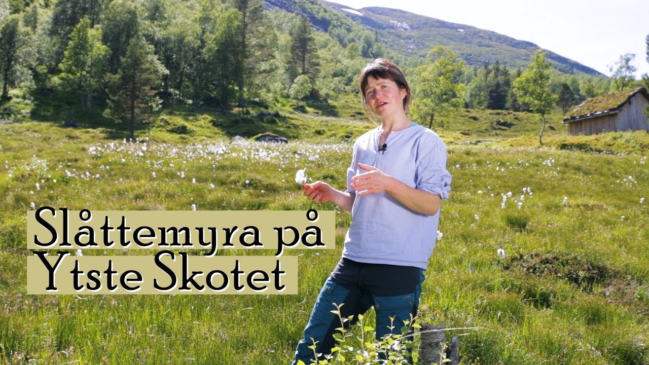 Ytste Skotet - Slåttemyra // Meadow Hay Production