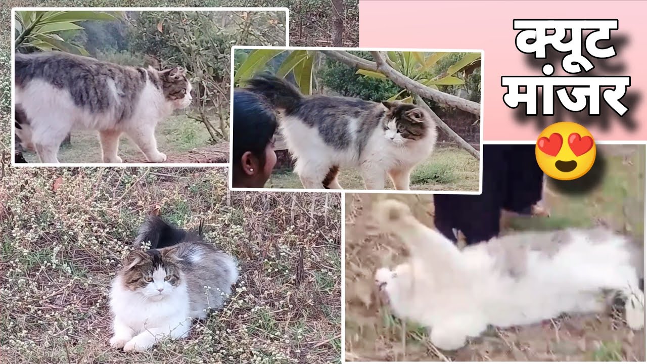 ❤️ #cat #love #youtube #2026 