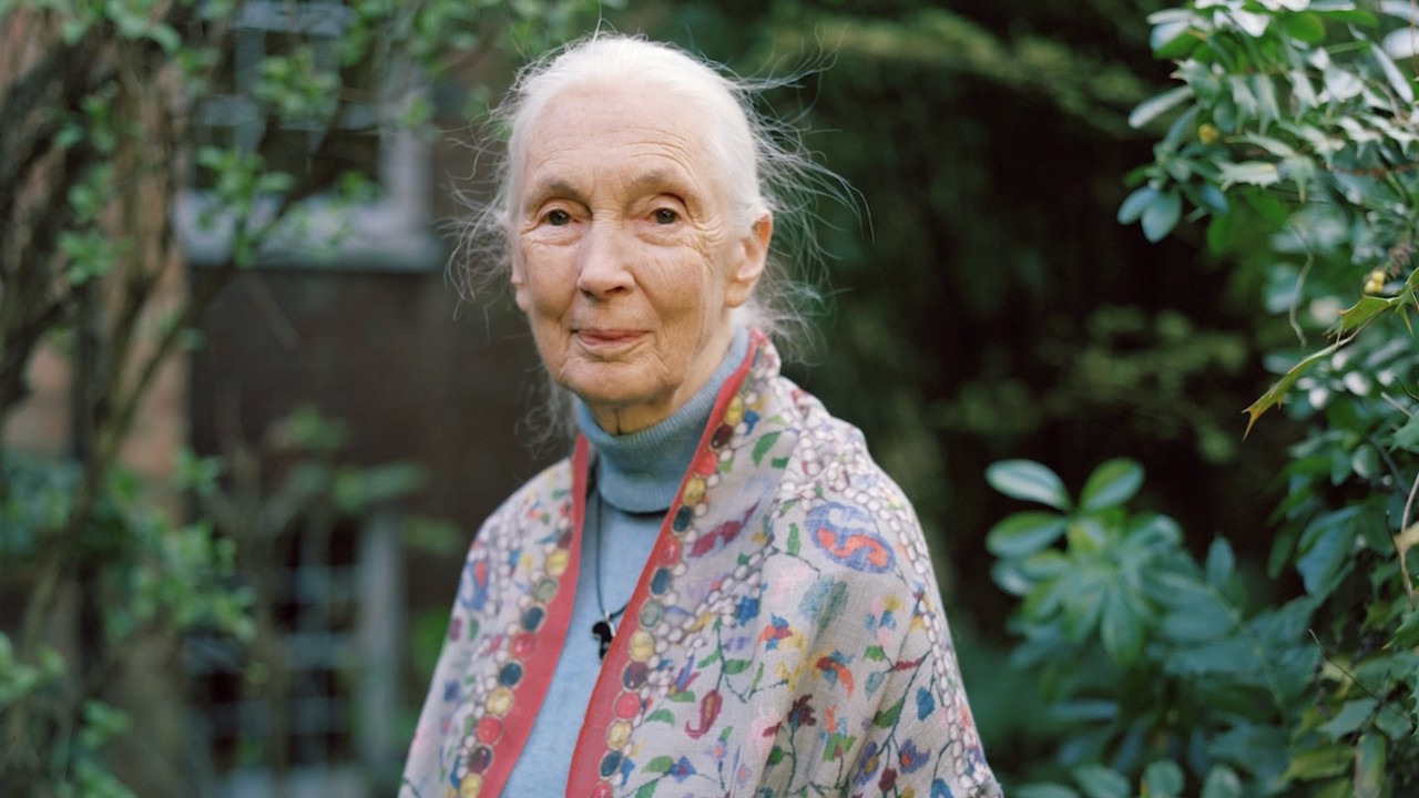 Dr. Jane Goodall reflects: 