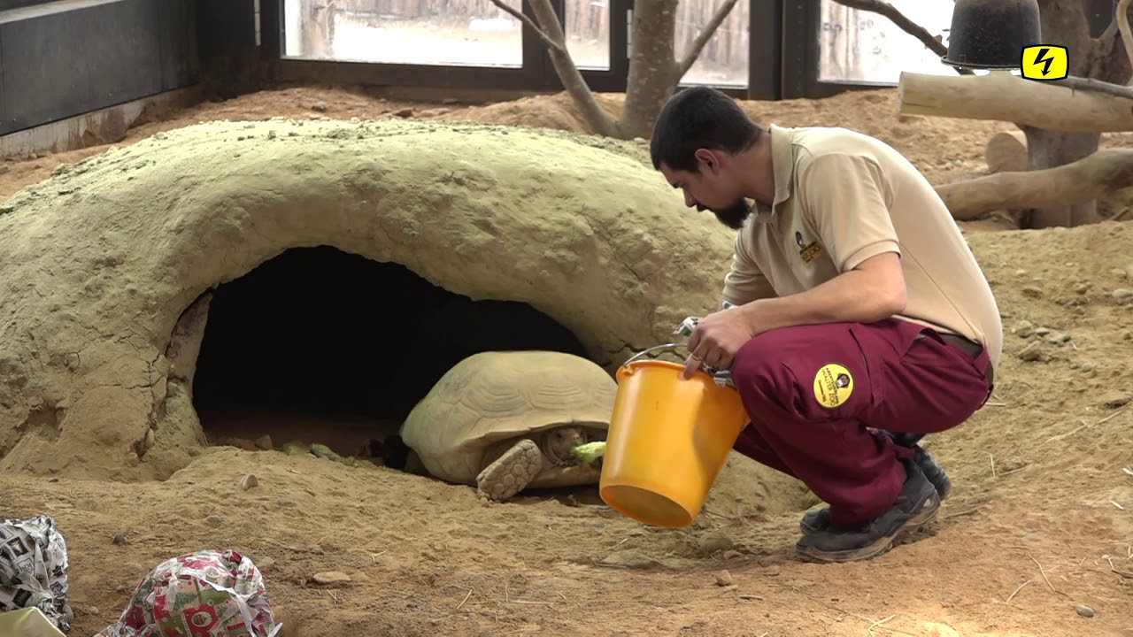 Tierische Weihnachten im Walterzoo (TELE TOP)