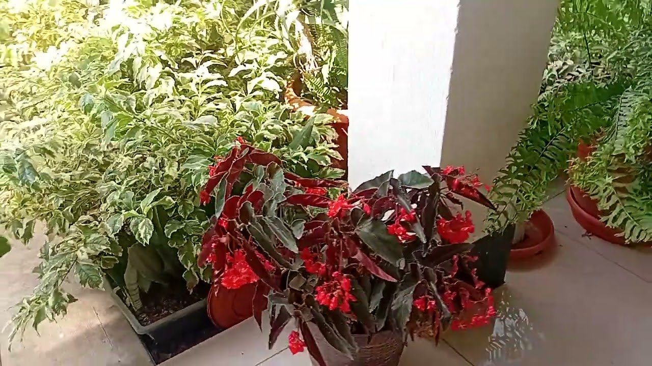 Aqui. Viendo. Las. Flores del. Vivero. La. Vendision. De. Sanantonio. Monjas