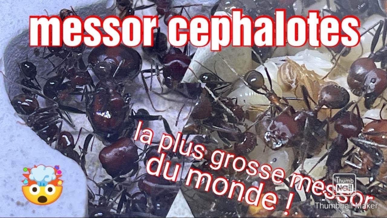 Une &eacute;norme colonie de #fourmis Messor cephalotes 🤩🤩🤩🤩😱