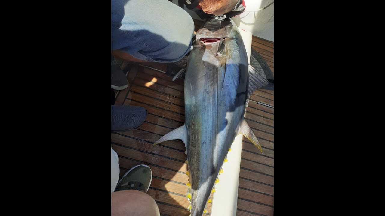 26 Juillet 2020 cinquième sortie pêche aux thons rouges de la saison. 1 combat