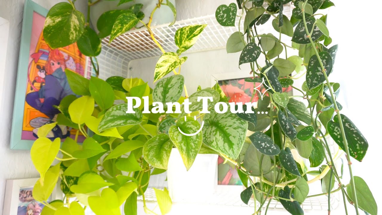 House Plant Tour Parte I 💚 Toda mi colección de plantas & updates  🌿