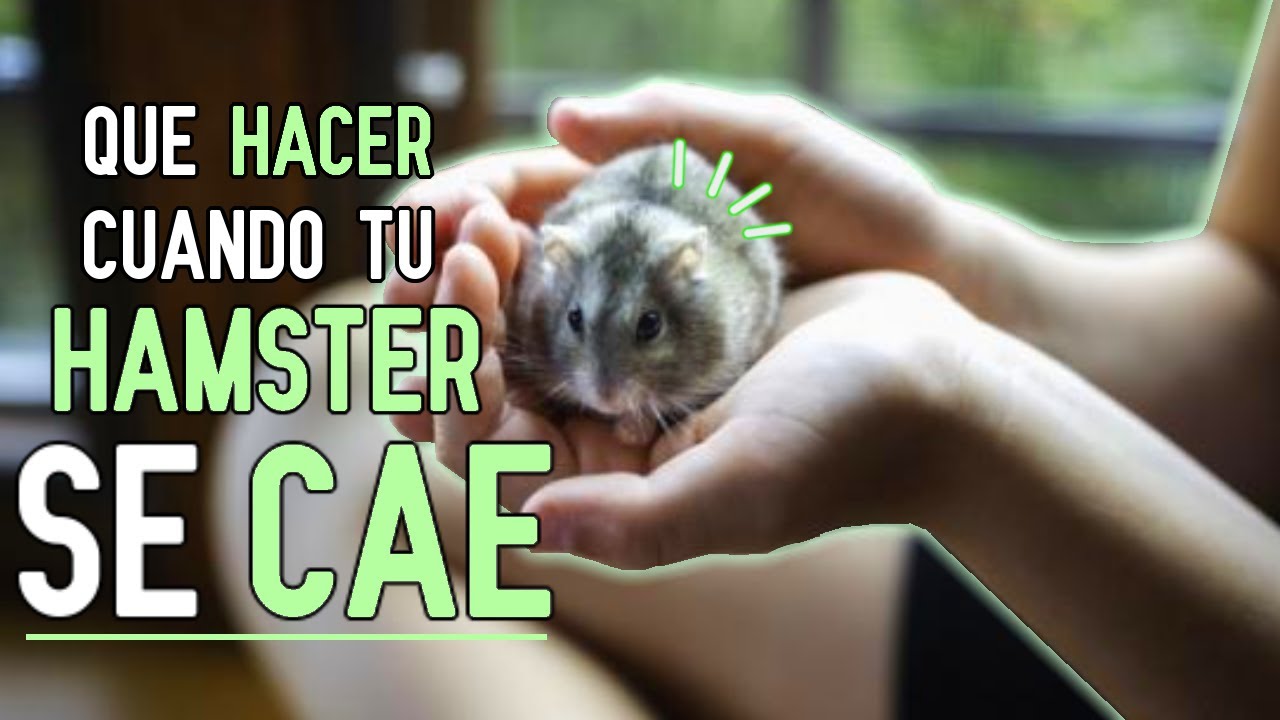 Mi HAMSTER se CAYO ¿QUE HAGO?