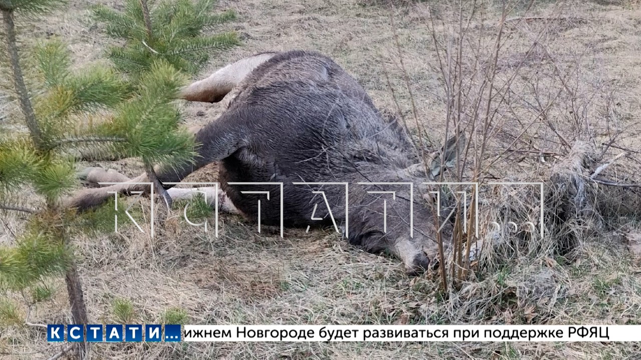 Озеро, обнесённое колючей проволокой бывшим прокурором,  оказалось смертельно опасно для животных