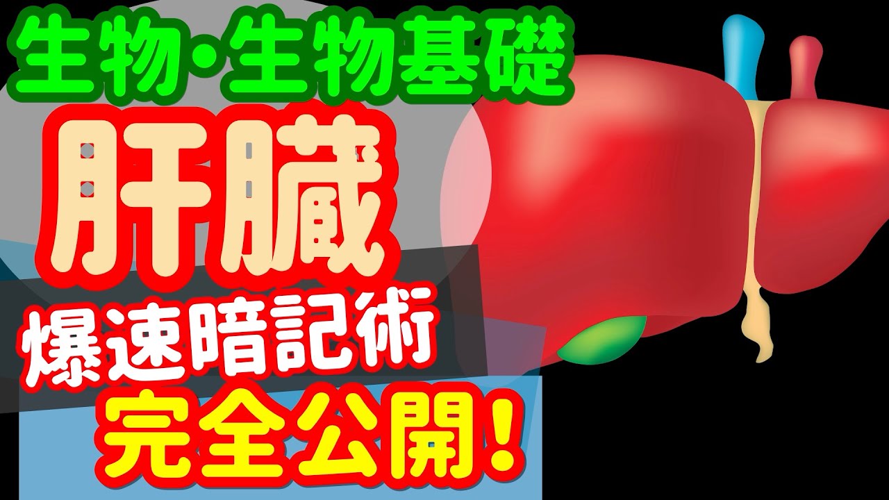 【生物基礎 20】代謝【肝臓】を宇宙一わかりやすく