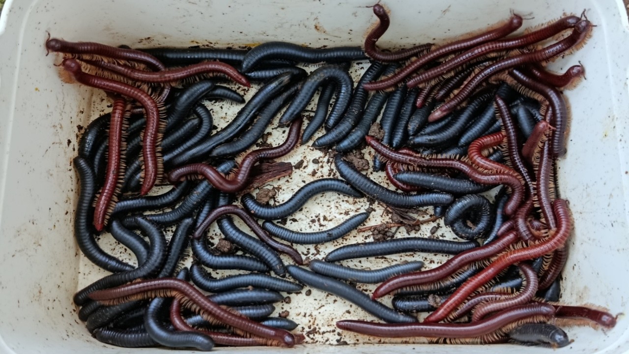 Hunting millipede kaki seribu besar di lubang batu part 51