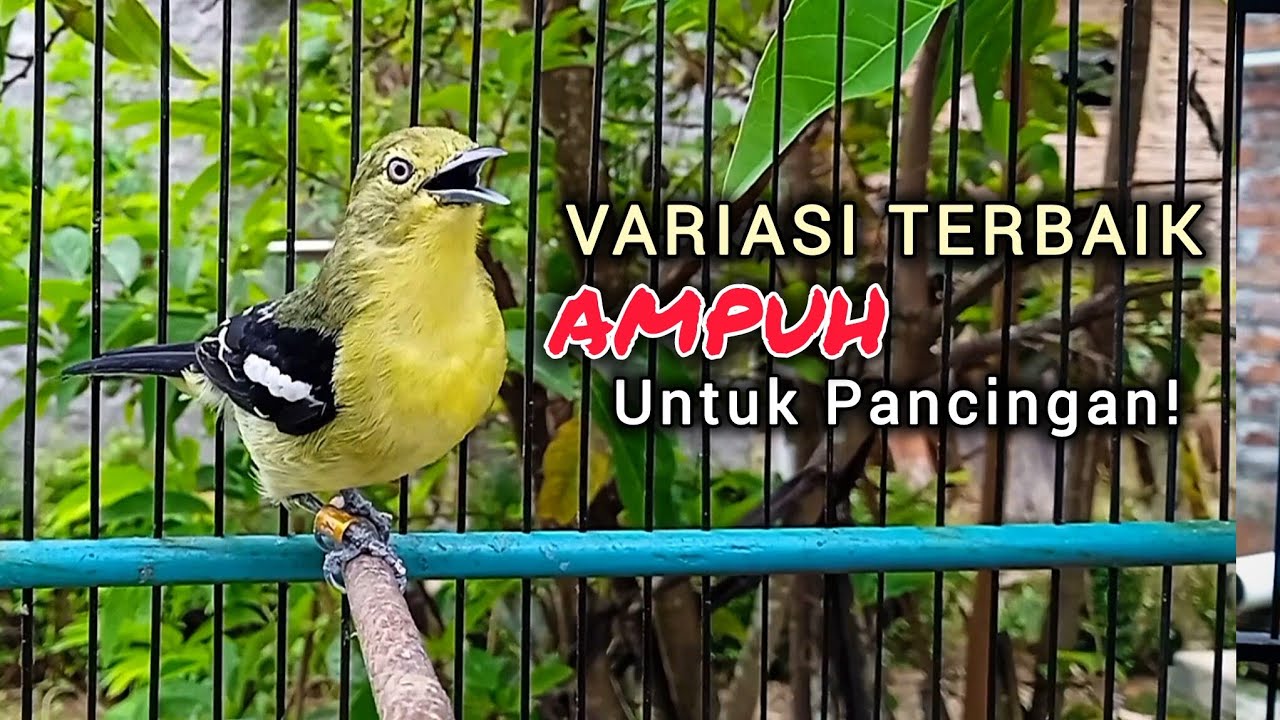 Suara Sirtu Gacor VARIASI Terbaik DiJamin AMPUH untuk Pancingan Sirtu Manapun