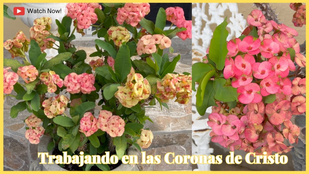 Trabajando en las Coronas de Cristo