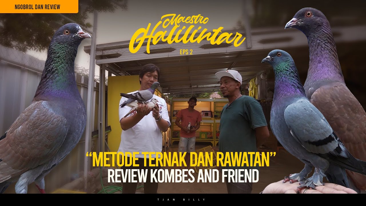 BERBAGI TIPS TERNAK DAN RAWATAN SPESIAL MAESTRO HALILINTAR EPS 2 | REVIEW MERPATI HALILINTAR TEAM