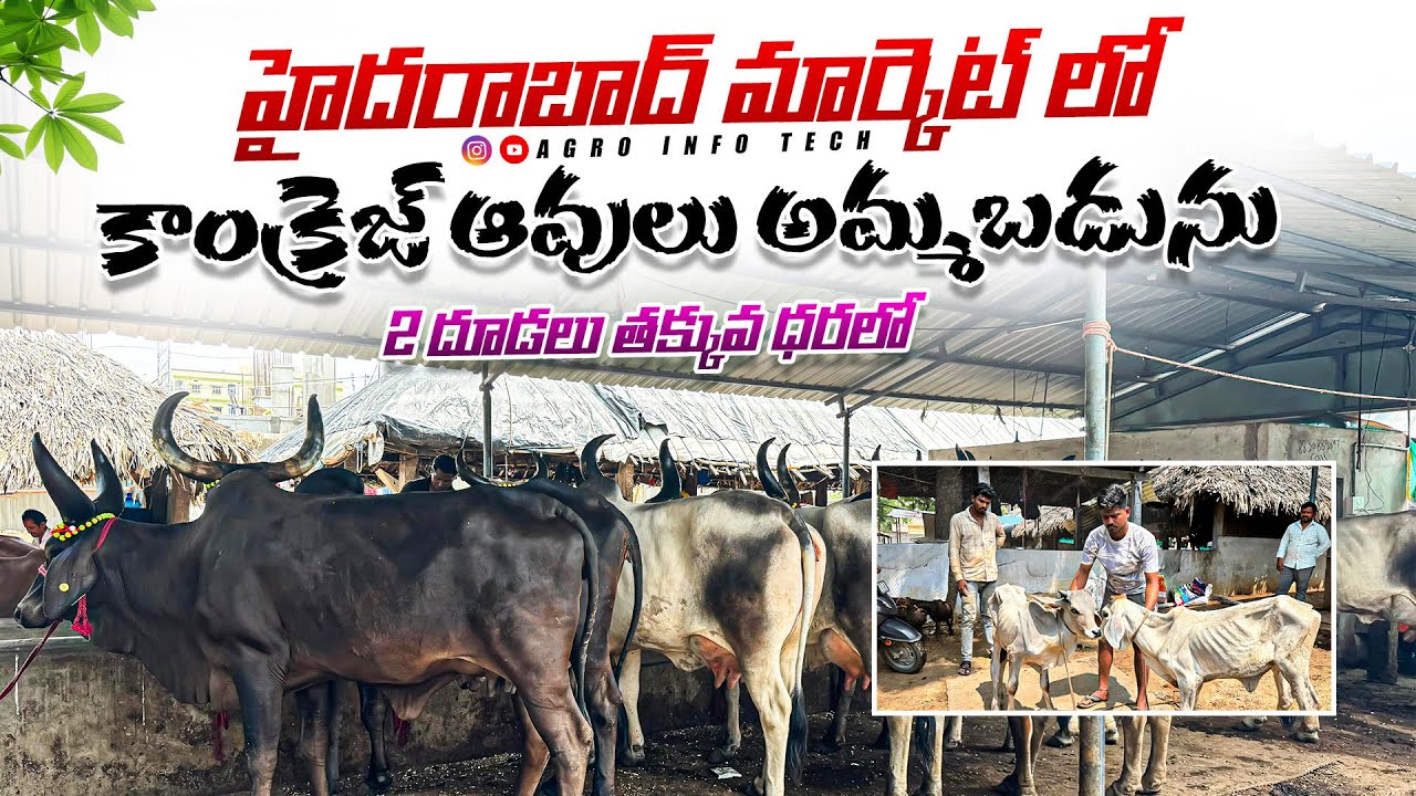 హైదరాబాద్ లో కాంక్రెజ్ ఆవులు ,దూడలు తక్కువ ధరలో || Kankrej Cows and Calfs prices