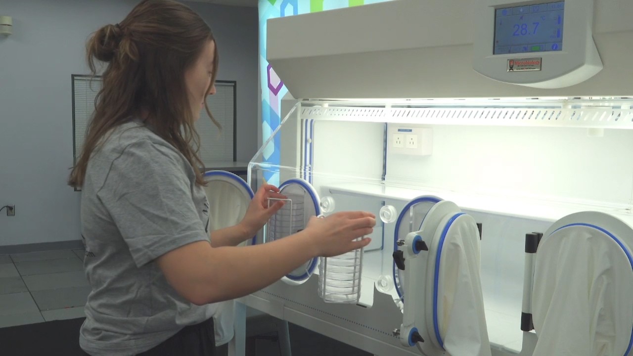 Microbiology International - Plate Transfer into an A20/A85/A95 Workstation