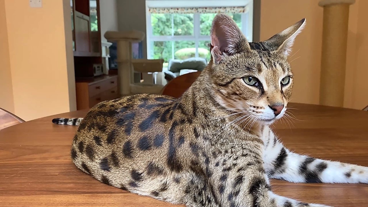 5 Reasons My Savannah Is the Best Companion 🐾