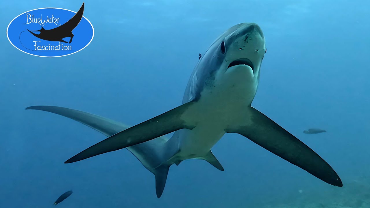 Pelagic Thresher Shark (Alopias pelagicus) | 4K Underwater Stock Footage Trailer