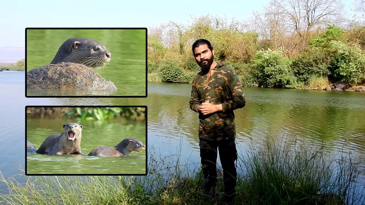 Smooth-coated otters (Lutrogale perspicillata) of River Kaal | by Shantanu Kuveskar